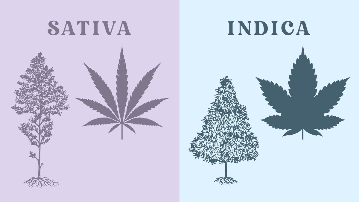 Indica Vs Sativa - What's the Difference?