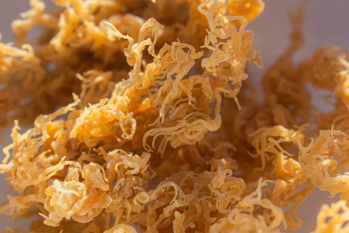 Sea Moss is a Nutritious Superfood Rich in Essential Nutrients, Antioxidants, and Amino Acids