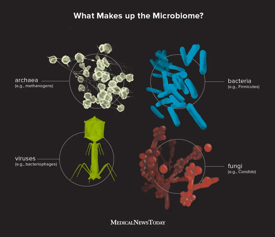 What is the Human Microbiome?