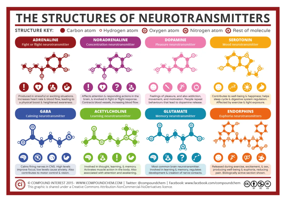 The Neurotransmitter Adrenaline