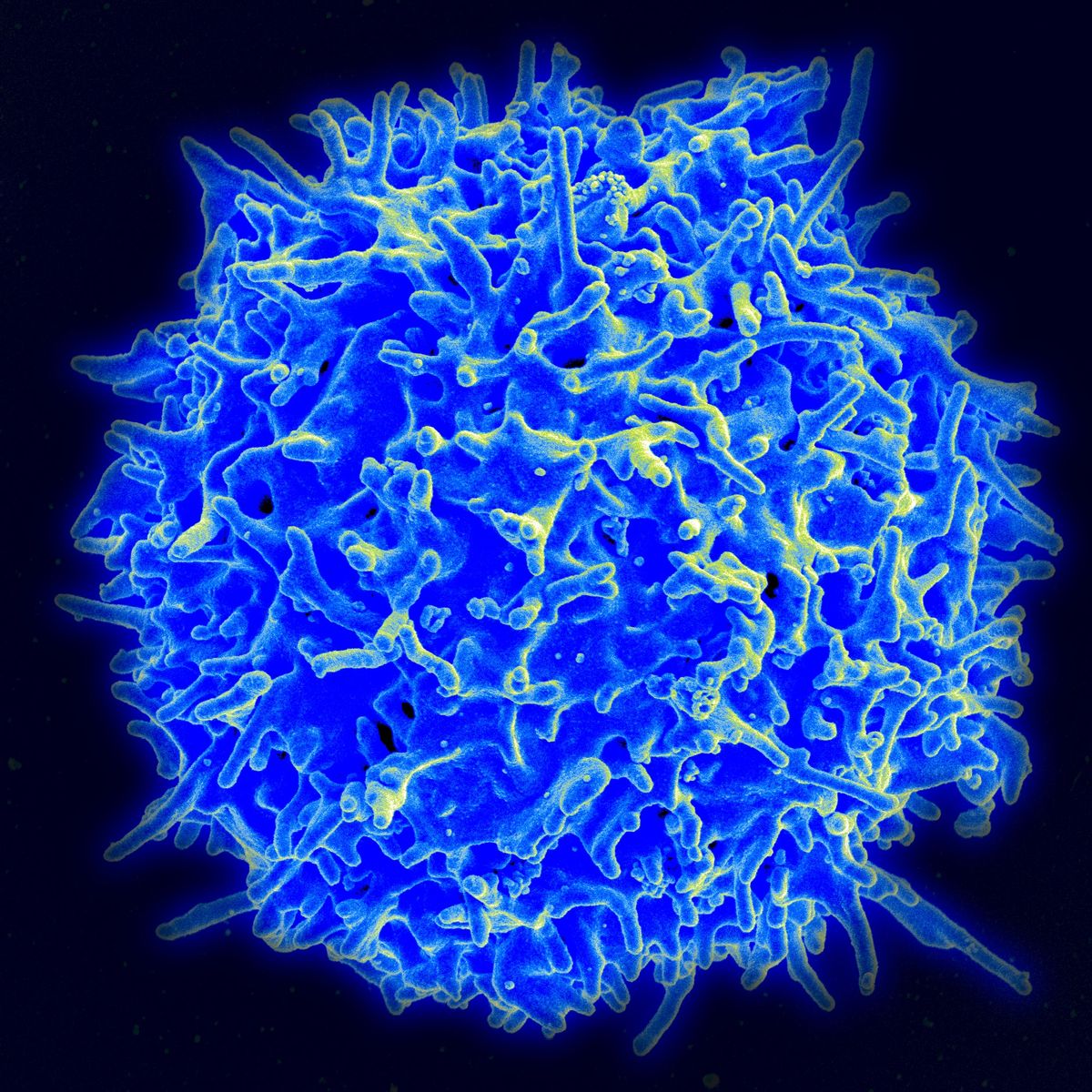 Mechanisms of T Cell Immunity