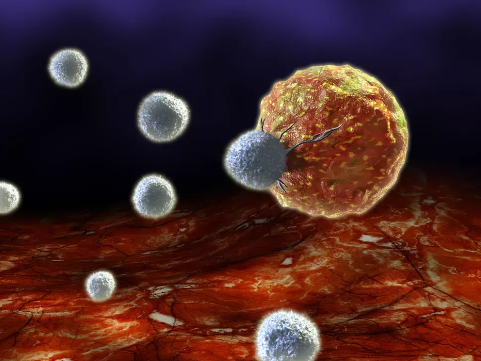The Immune System and Its Role in Combating Infections