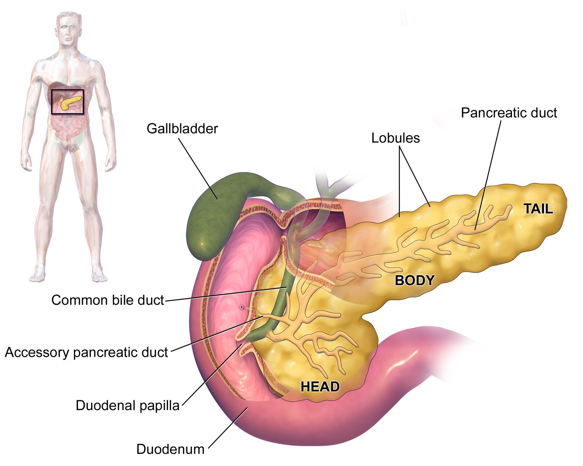 Pancreatic Cysts and Pseudocysts
