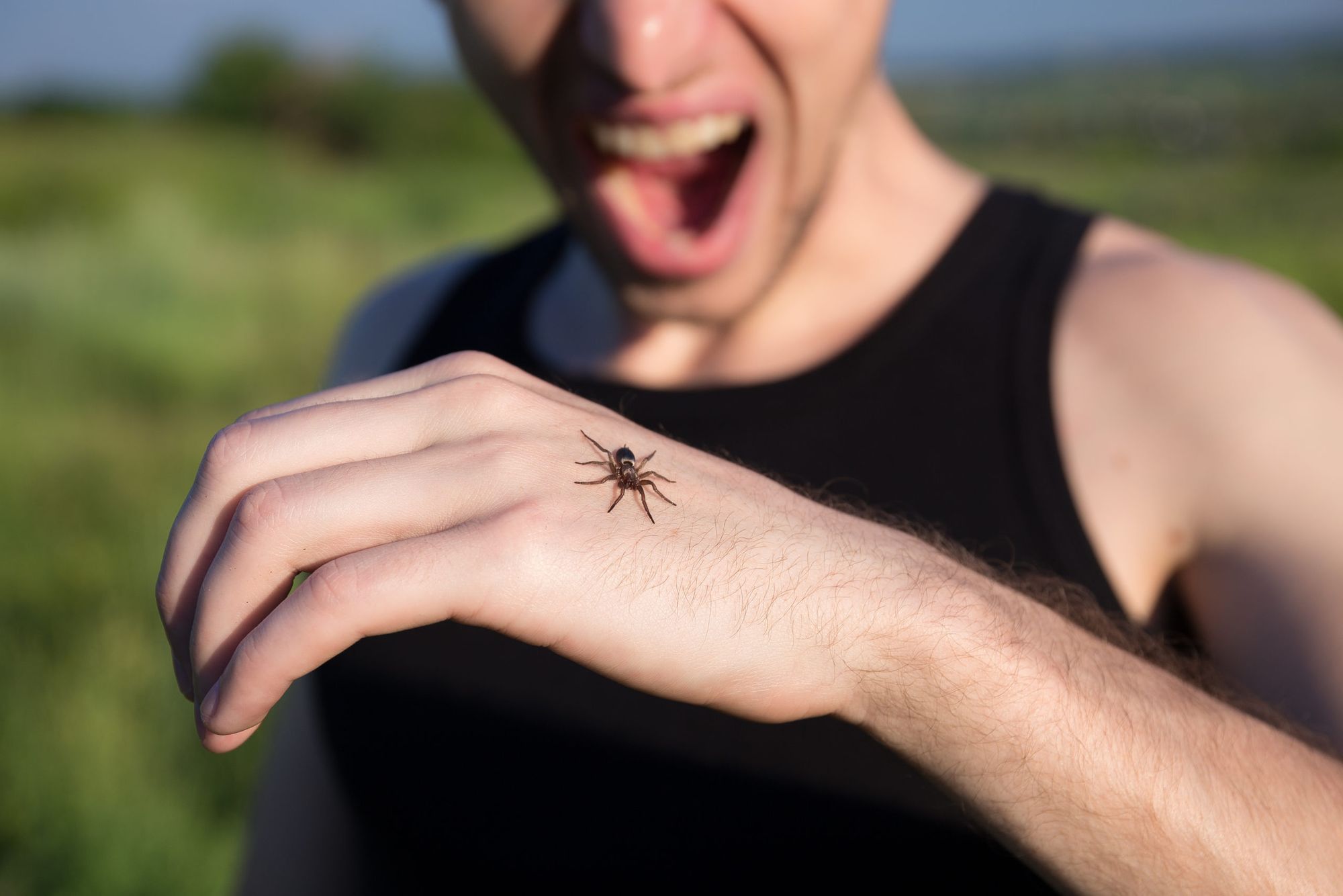 Spider Bite: Information, Precautions and Preventions