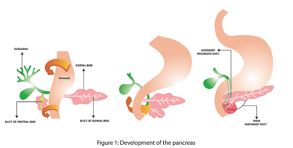 Pancreatic Ductal Cells