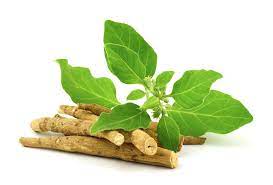 How Ashwagandha Can Strengthen Your Immune System