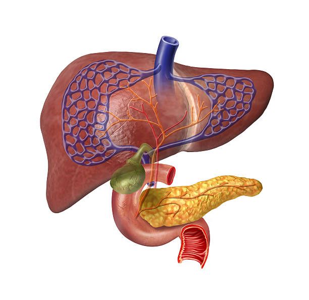 Hubs of Liver and Pancreatic Cancer
