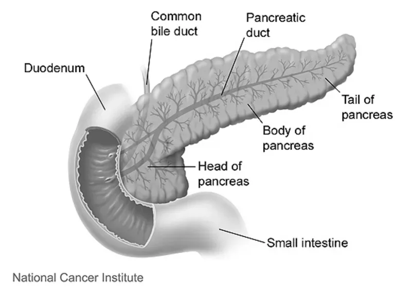 Which Side of the Pancreas is More Functional?