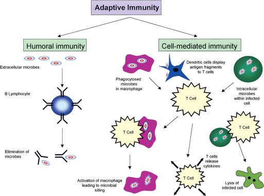 The Adaptive Immune System