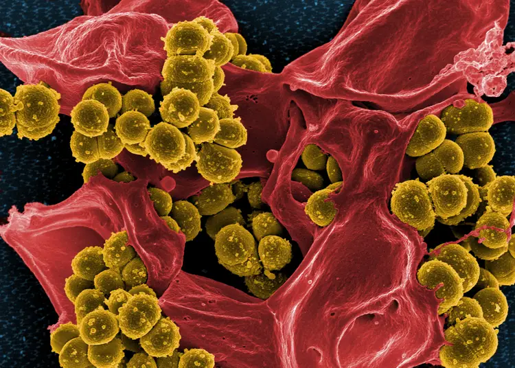 How Many Bacteria Are in Your Body?