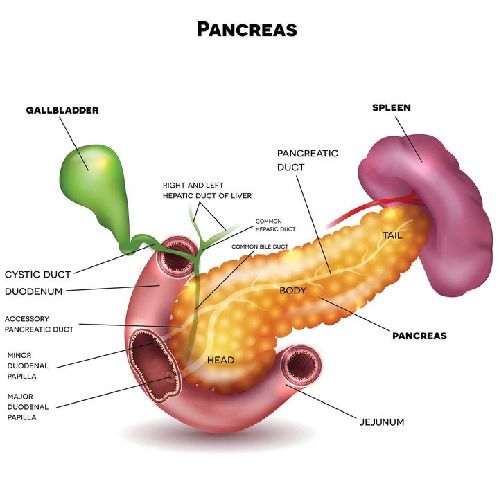 Incidence of Pancreatic Cancer in Women and Reproductive Factors