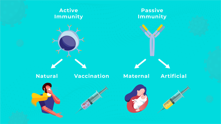 How Does Active and Passive Immunity Work?
